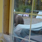 Image taken from my studio window.  The brown blob at the right is a grizzly bear.  It came up the driveway, looked in the studio at me, we locked eyes for a moment and I captured this image as it wandered away.
