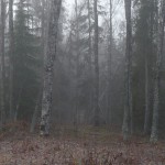 Mist + Trees = Mysteries