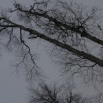 35 to 40 ft tall Alaskan paper birch trees tormented by heavy snow loads and high winds.
