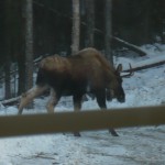 Young bull moose from studio window.