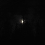 Full moon through trees